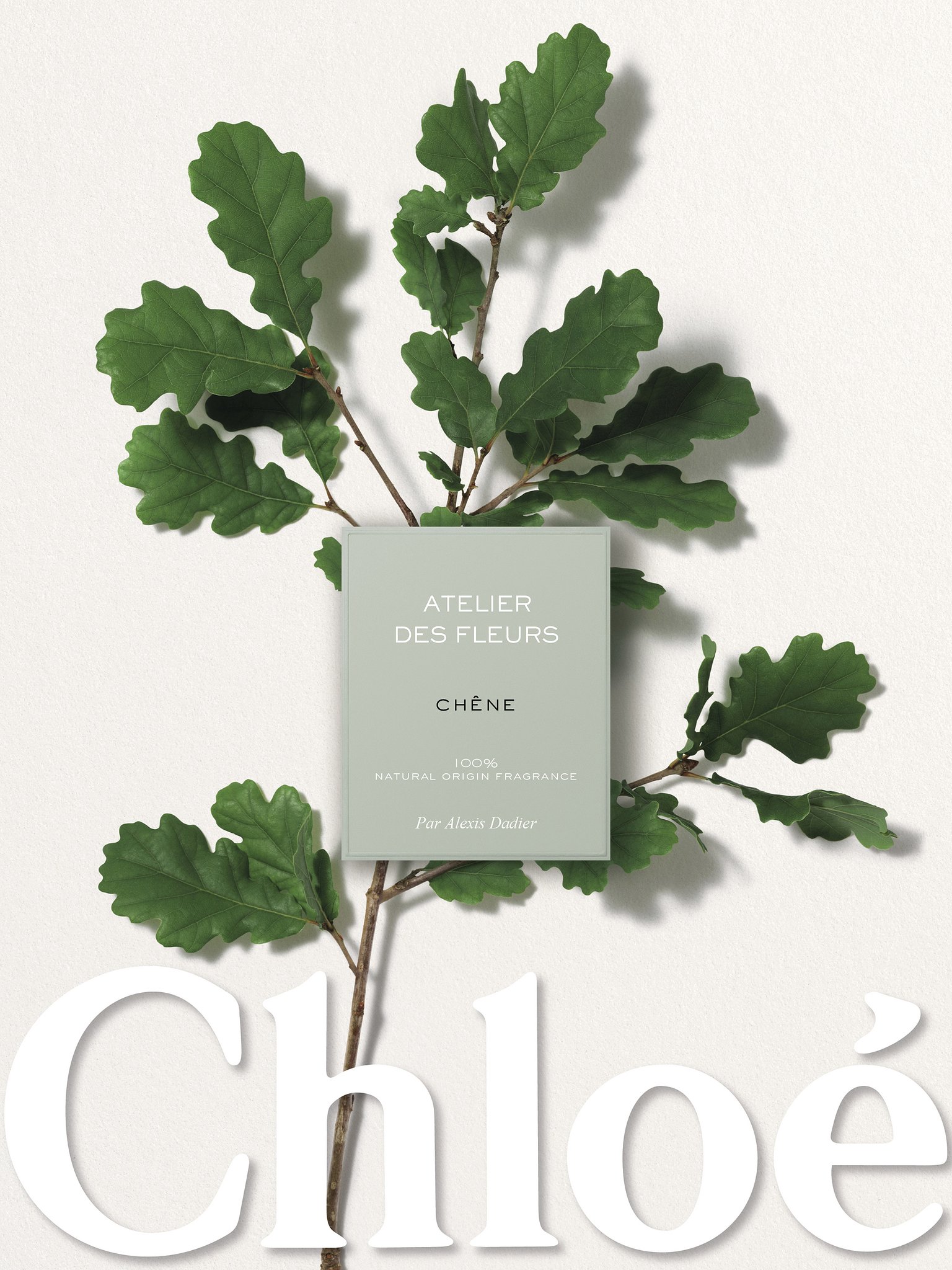 Atelier des Fleurs Chêne  商品詳細