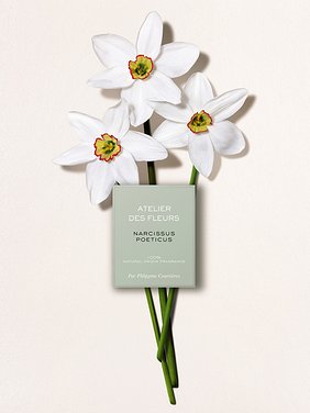 Atelier des Fleurs Narcissus Poeticus  Product detail