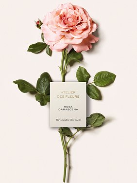 Atelier des Fleurs Rosa Damascena  Product detail