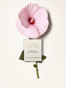 Atelier des Fleurs Hibiscus Abelmoschus  Product detail