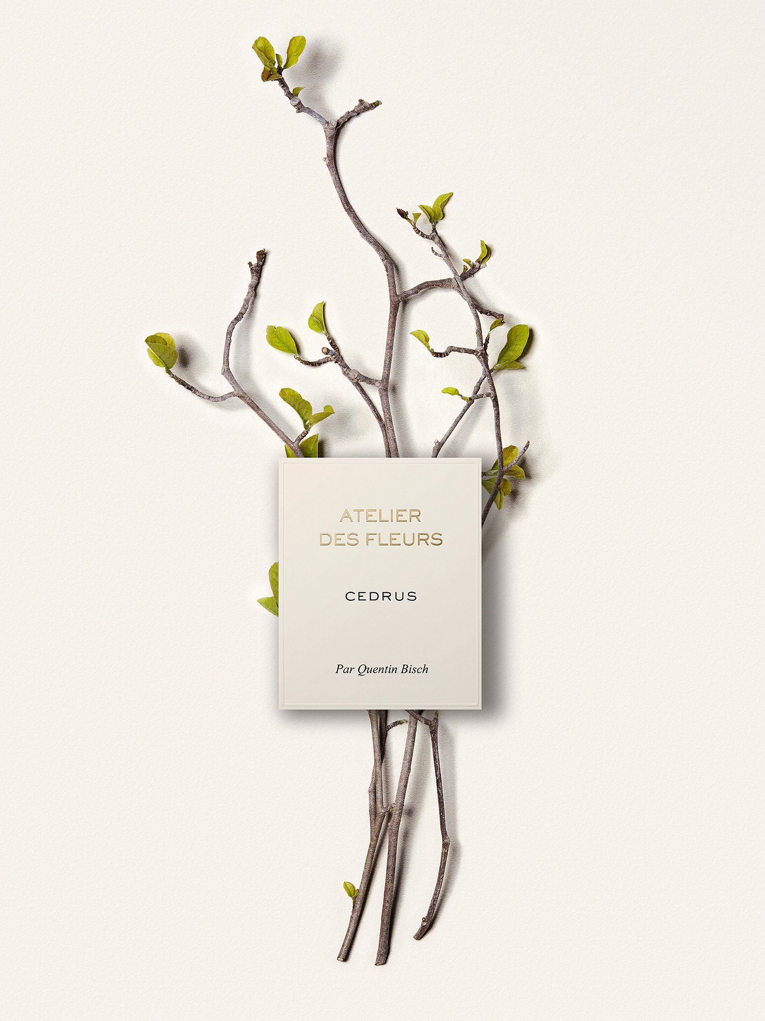 Atelier des Fleurs Cedrus  Product detail