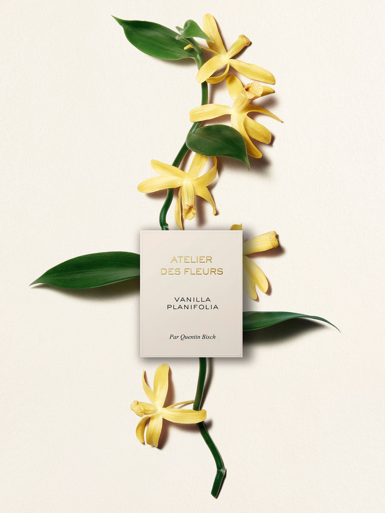 Atelier des Fleurs Vanilla Planifolia  Product detail